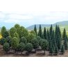 Mixed Forest Trees pkg(50) -- 20 Deciduous: 2-3/4 to 4-15/16` 30 Pine: 1-31/32 to 4-5/16`, HO, Busch Gmbh & Co Kg 6491