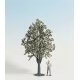 Fruit Trees -- White Flowering 30cm, G, Noch Gmbh & Co 68022