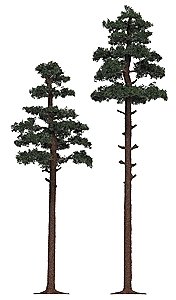Pine Trees -- 6-7/8 & 8-1/4′ 17.5 & 21cm pkg(2), HO, Busch Gmbh & Co Kg 6144