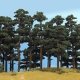 Pine Trees -- 5-1/8 & 5-3/4′ 13 & 14.5cm pkg(2), HO, Busch Gmbh & Co Kg 6141