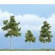 Ready Made Premium Trees(TM) - Deciduous -- Paper Birch One Each: 1-1/2, 2-1/4 & 2-3/4′ , All Scales, Woodland Scenics 1605