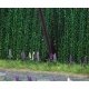 Wild Lupine - Kit -- pkg(8), HO, Busch Gmbh & Co Kg 9792