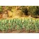 Corn Stalks -- Kit pkg(36), ALL, Faller Gmbh 181250