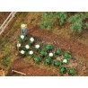 Cabbage & Cauliflower Heads -- 10 of Each, HO, Faller Gmbh 181257