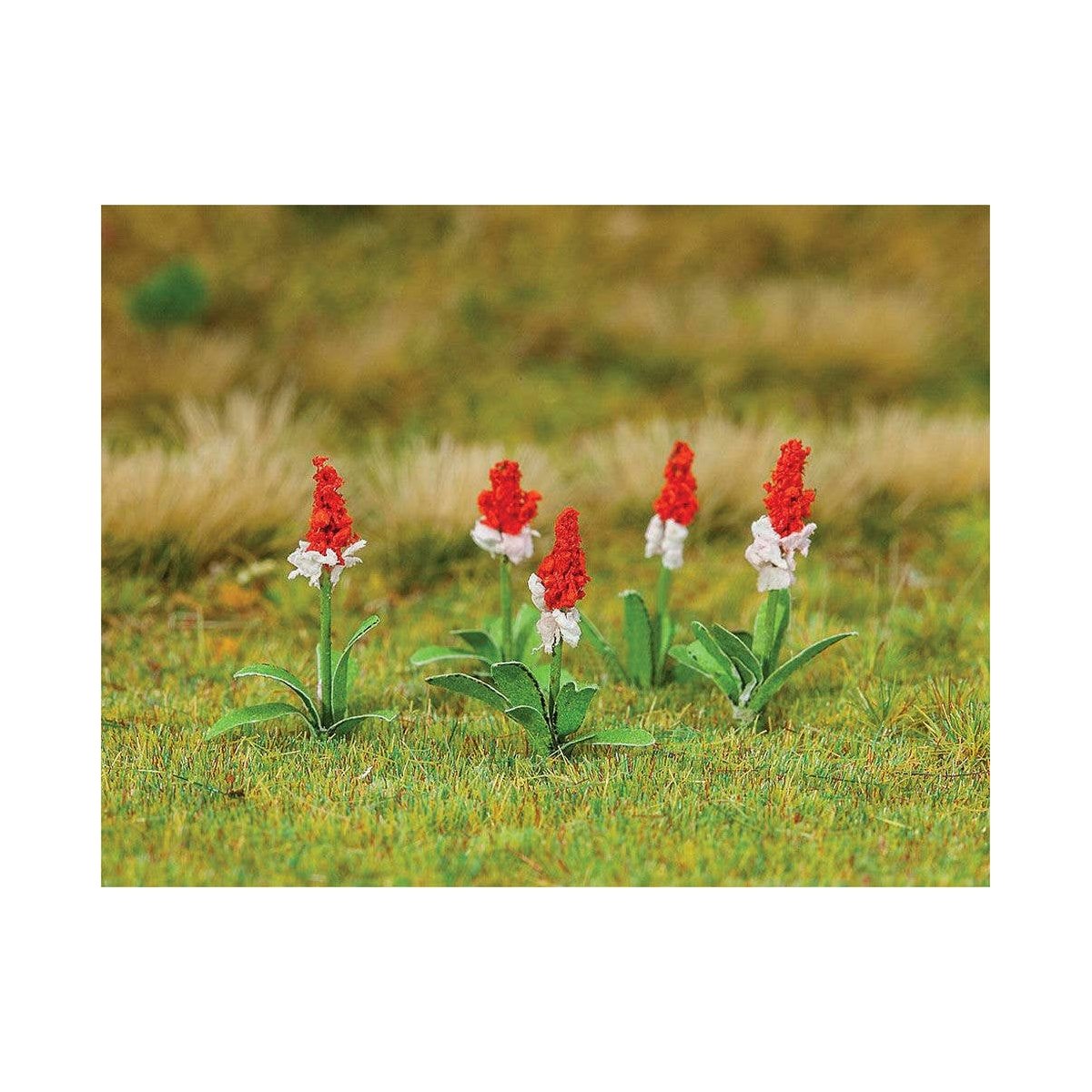 Orchid Primroses -- pkg(32), HO, Faller Gmbh 181267