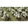 Cotton Plants pkg(40), HO, JTT Miniature Tree 95590