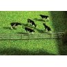 Fence System -- For Stalls & Open-Stable Farm, N, Faller Gmbh 272408
