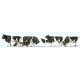 Cows -- Black, White pkg(6), HO, Preiser Kg 10145