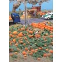 Pumpkin Patch -- Kit - 80 pumpkins (assorted sizes) & eight vines, HO, Walthers SceneMaster 1115