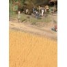Harvest Wheat Field -- Brown, HO, Walthers SceneMaster 1143