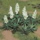 Yucca -- pkg(20), O, JTT Miniature Tree 95612
