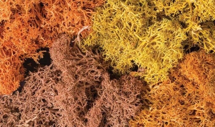 Lichen - 1.5qts 1.4L -- Autumn Mix, All Scales, Woodland Scenics 165