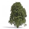 Filigree Bush -- Late Summer Green 5/8′ 1.5cm Tall, All Scales, Busch Gmbh & Co Kg 3589