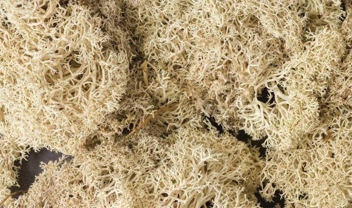 Lichen - 1.5qts 1.4L -- Natural Color, All Scales, Woodland Scenics 166