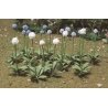 Giant Onion (Allium Giganteum) -- pkg(30), HO, JTT Miniature Tree 95596