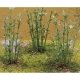Bamboo -- pkg(12), All Scales, JTT Miniature Tree 95600