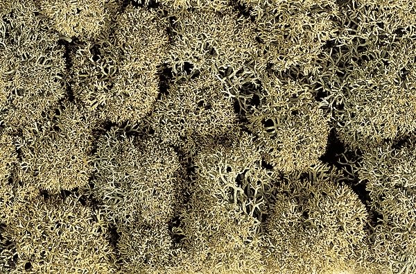 Lichen Single Pack - 1oz 28.3g -- Stone Gray, All Scales, Noch Gmbh & Co 8600