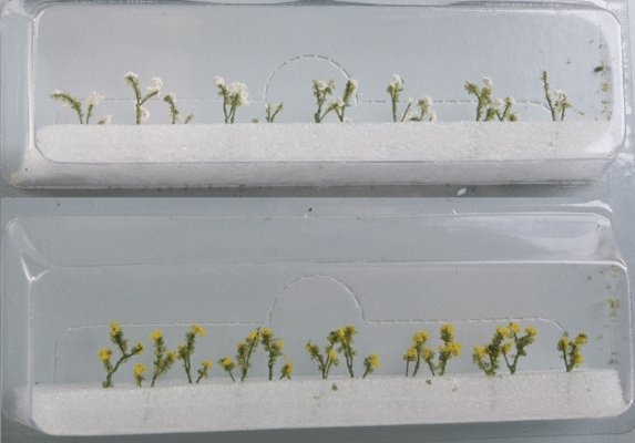 Daisies -- 1/2′ 1.3cm Tall pkg(24), HO, JTT Miniature Tree 95543