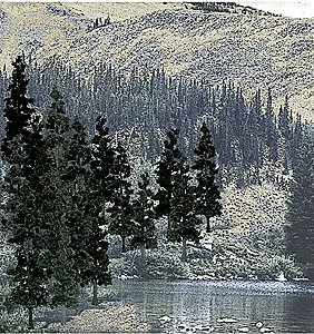 Coniferous Tree Pack - Ready Made Trees(TM) -- 4 to 6′ 10.2 to 15.2cm pkg(24), All Scales, Woodland Scenics 1581