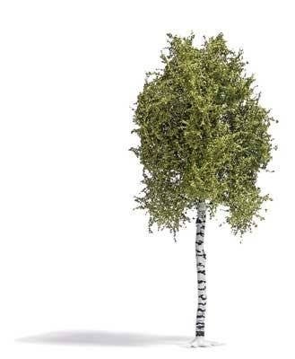 Birch Tree -- Spring 6-11/16′ 17cm Tall, HO, Busch Gmbh & Co Kg 3781