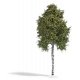 Birch Tree -- Late Summer 6-11/16′ 17cm Tall, HO, Busch Gmbh & Co Kg 3783