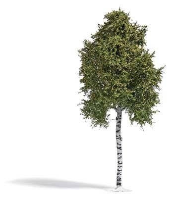 Birch Tree -- Late Summer 6-11/16′ 17cm Tall, HO, Busch Gmbh & Co Kg 3783