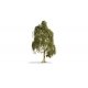 Silver Birch Tree - Master -- 7-1/16′ 18cm Tall, All Scales, Noch Gmbh & Co 20120