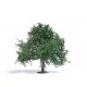 Apple Tree - Exclusive -- 2-15/16′ 7.5cm Tall, HO, Busch Gmbh & Co Kg 3652