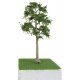 Cypress Trees - Pro Elite -- 8′ 20.3cm, O, JTT Miniature Tree 92416