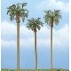 Ready Made Premium Trees(TM) -- Royal Palm - 1 Each: 4-5/8, 3-1/2 & 4′ 11.7, 8.9 & 10.2, All Scales, Woodland Scenics 1617