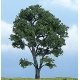Ready Made Premium Trees(TM) - Deciduous -- Maple - 4-3/8′ 11.1cm, All Scales, Woodland Scenics 1610