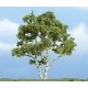 Ready Made Premium Trees(TM) - Deciduous -- Birch - 3-7/8′ 9.8cm, All Scales, Woodland Scenics 1601