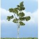 Ready Made Premium Trees(TM) - Deciduous -- Paper Birch - 4-1/2′ 11.4cm, All Scales, Woodland Scenics 1616