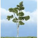 Ready Made Premium Trees(TM) - Deciduous -- Paper Birch - 4-1/2′ 11.4cm, All Scales, Woodland Scenics 1616