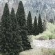Evergreen Tree Value Pack - Ready Made Trees(TM) -- 2 to 4′ 5.1 to 10.2cm pkg(18), All Scales, Woodland Scenics 1585