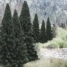 Evergreen Tree Value Pack - Ready Made Trees(TM) -- 2 to 4′ 5.1 to 10.2cm pkg(18), All Scales, Woodland Scenics 1585