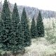 Blue Spruce Tree Value Pack - Ready Made Trees(TM) -- 2 - 4′ 5.1 - 10.2cm pkg(18), All Scales, Woodland Scenics 1587