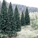 Blue Spruce Tree Value Pack - Ready Made Trees(TM) -- 2 - 4′ 5.1 - 10.2cm pkg(18), All Scales, Woodland Scenics 1587
