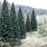 Blue Spruce Tree Value Pack - Ready Made Trees(TM) -- 2 - 4′ 5.1 - 10.2cm pkg(18), All Scales, Woodland Scenics 1587