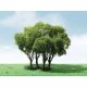 Privet Trees -- 1-3/4 - 2′ 4.4 - 5.1cm Tall pkg(3), All Scales, JTT Miniature Tree 92203