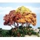 Forest Canopy(TM) - Kit - 151 Cu. In. - 2474 Cu. Cm. -- Autumn Mix, All Scales, Woodland Scenics 1663