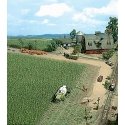 Corn Field -- Kit - 3-15/16 x 3-15/16′ 10 x 10cm, HO, Busch Gmbh & Co Kg 1202
