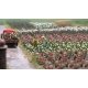 Roses -- Kit - Variety of Colors pkg(120), HO, Busch Gmbh & Co Kg 1205