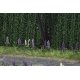 Wild Lupines pkg(16), HO, Busch Gmbh & Co Kg 1217