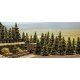 Pine Trees -- 1-3/16 to 2-3/8′ 3 to 6cm pkg(60), N, Busch Gmbh & Co Kg 6572
