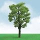 Chestnut Trees - Pro Elite -- 2 to 2-1/4′ 5.1 to 5.7cm pkg(3), N, JTT Miniature Tree 92208