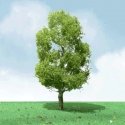 Birch Trees - Pro Elite -- 2 - 2-1/4′ 5.1 - 5.7cm pkg(3), N, JTT Miniature Tree 92209
