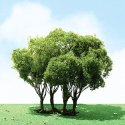 Pro-Elite Series Tree -- Privet 3 to 3-1/2′ 7.6 to 8.9cm Tall pkg(1), HO, JTT Miniature Tree 92303