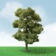 Pro-Elite Series Tree -- European Plane - 3-1/2 to 4′ 8.9 to 10.2cm Tall pkg(2), HO, JTT Miniature Tree 92307