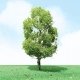 Pro-Elite Series Tree -- Birch 3-1/2 to 4′ 8.9 to 10.2cm Tall pkg(2), HO, JTT Miniature Tree 92309